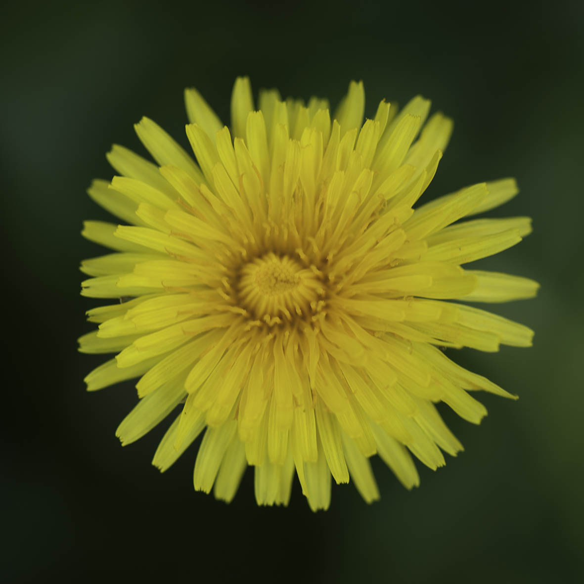 dandelion_6