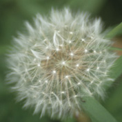 dandelion_1